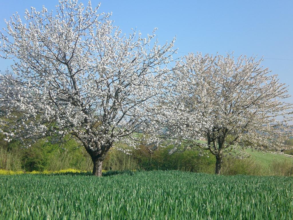 Bed and Breakfast I Ciliegi Osimo Exterior foto