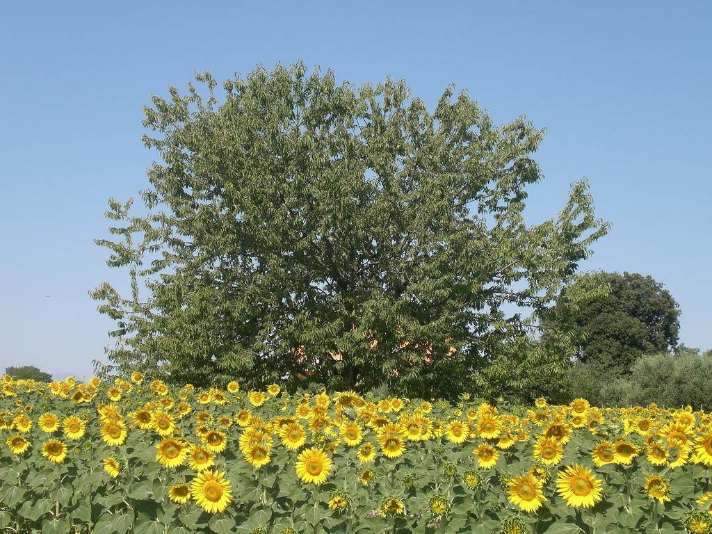 Bed and Breakfast I Ciliegi Osimo Exterior foto