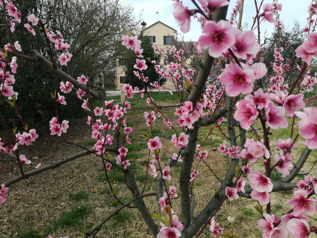 Bed and Breakfast I Ciliegi Osimo Exterior foto