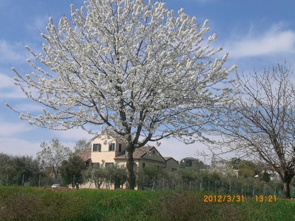 Bed and Breakfast I Ciliegi Osimo Exterior foto